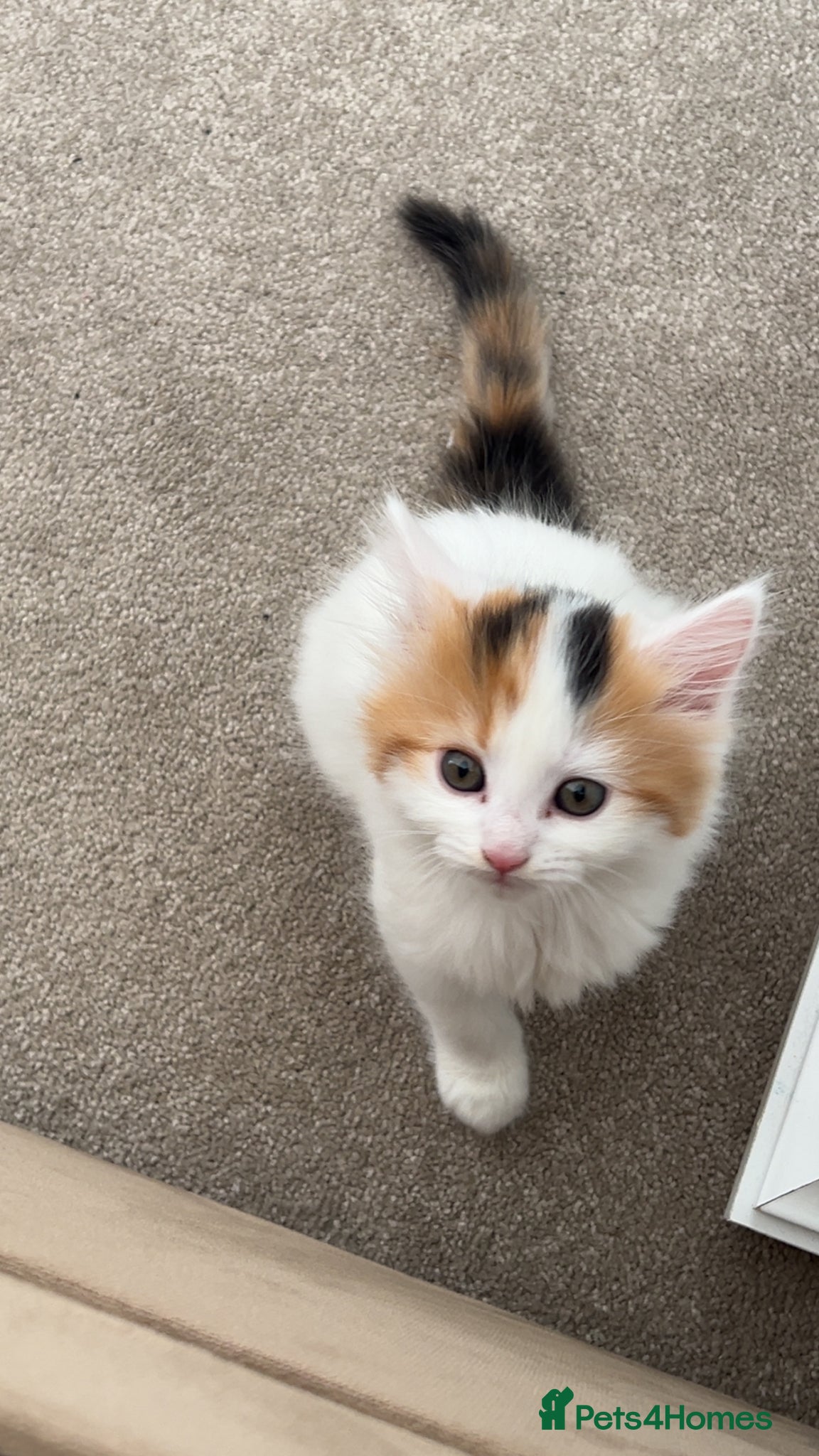 Mixed Breed cats 8 week fluffy kitten - Advert 2