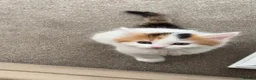 Mixed Breed cats for sale: 8 week fluffy kitten in Dewsbury - Advert 1
