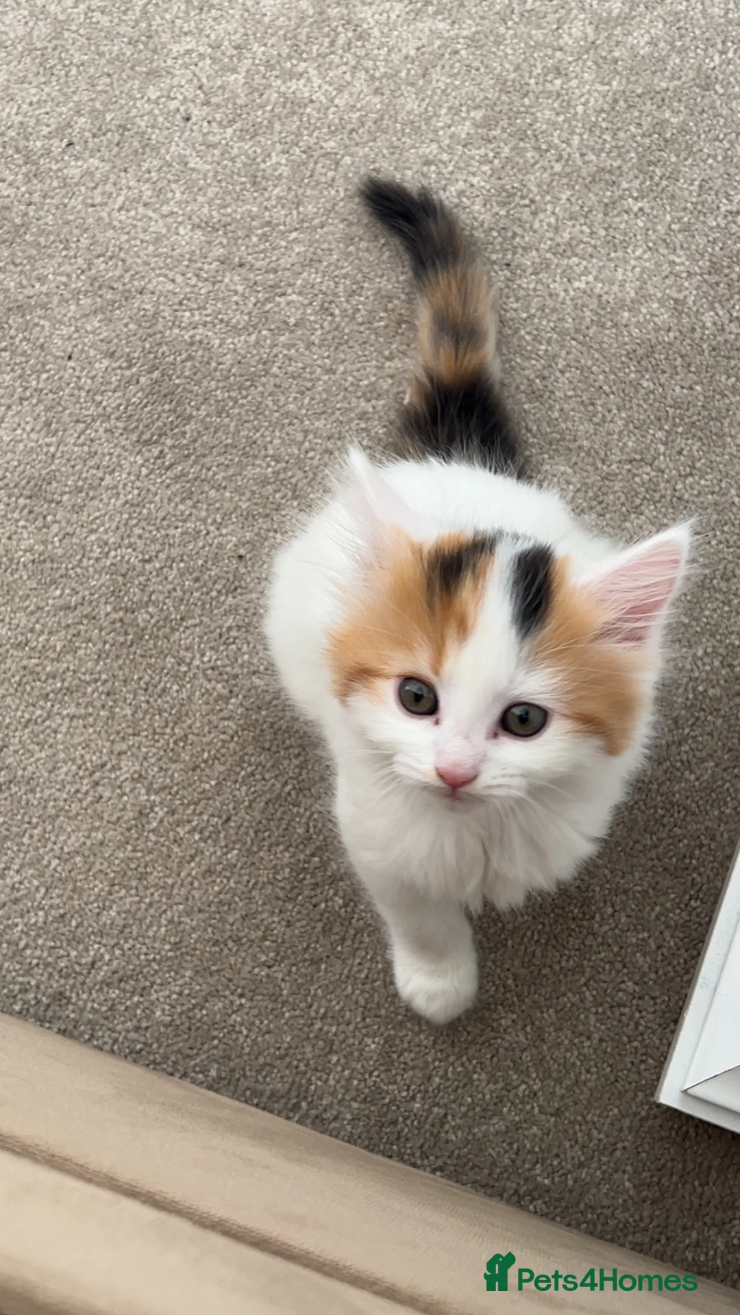 Mixed Breed cats for sale: 8 week fluffy kitten in Dewsbury - Advert 1