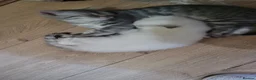 Scottish Fold cats for sale: Scottish fold/straight snow leopards  - Advert 8