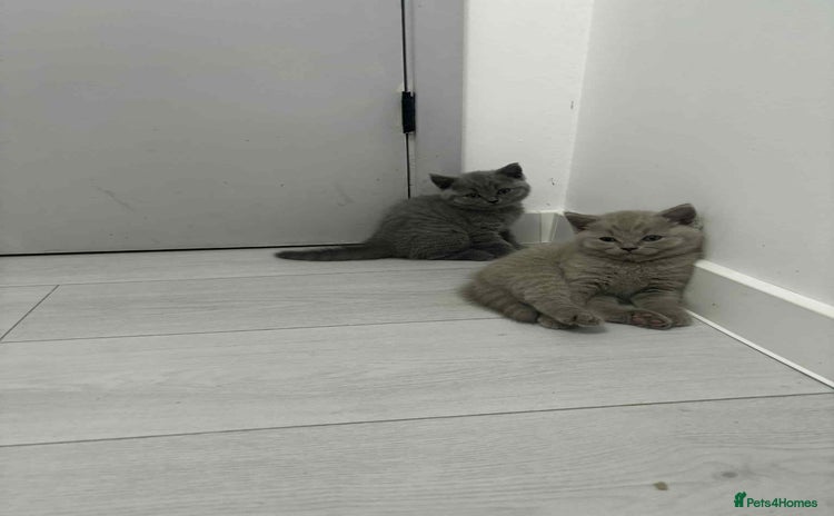 Scottish Fold cats - Advert 2