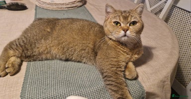 British Shorthair cats - Advert 3