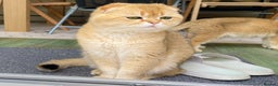 Scottish Fold cats for stud: NY12 CHOCO GOLDEN  SCOTTISH FOLD MALE FOR STUD - Advert 1