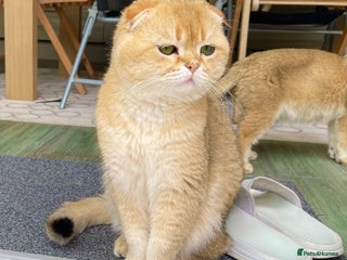 Scottish Fold cats - Advert 9