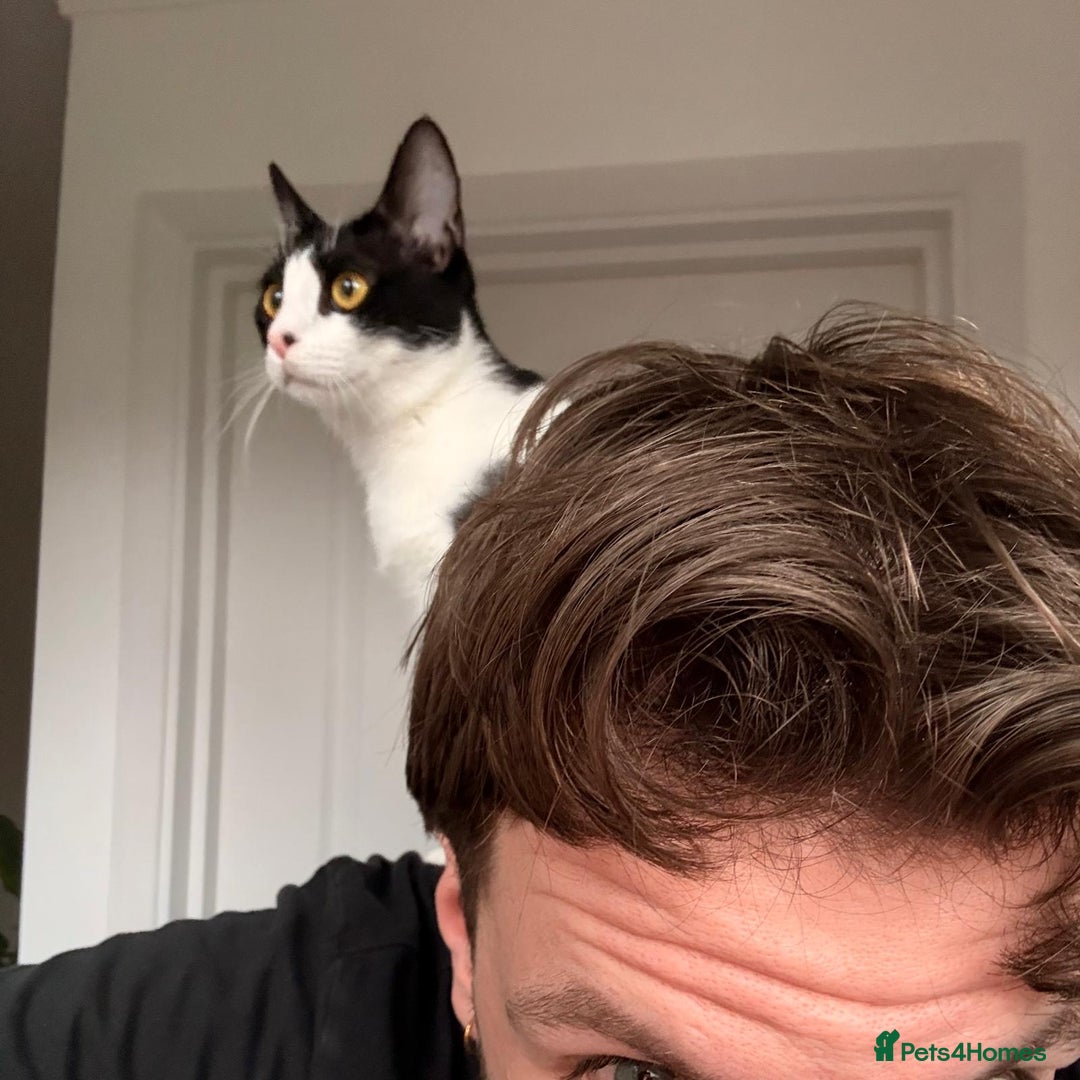 Mixed Breed cats for adoption: *Indoor cat* Misty:Talkative & Sensitive Soul 🤍🖤 - Advert 3