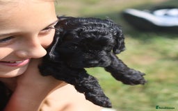 Cavapoo dogs for sale: LAST Black (tan paws/muzzle) F1 Cavapoo Dog Puppy - Image 18