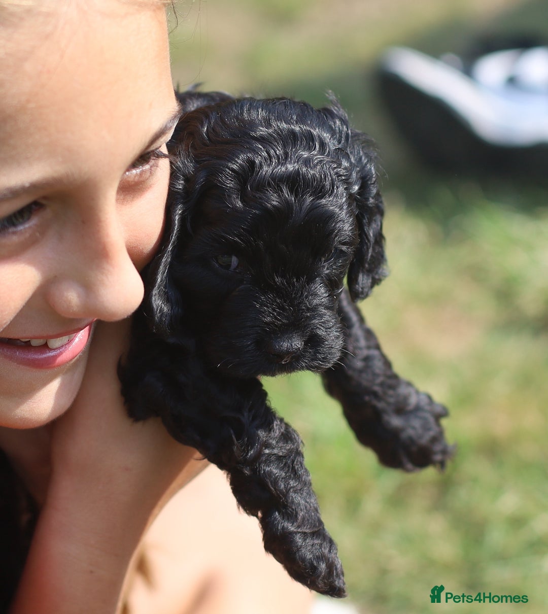 Cavapoo dogs for sale: LAST Black (tan paws/muzzle) F1 Cavapoo Dog Puppy - Image 18