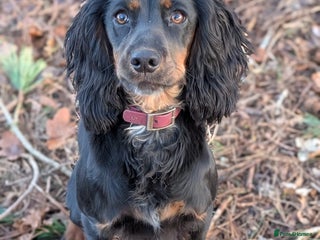 Cocker Spaniel dogs - Advert 33