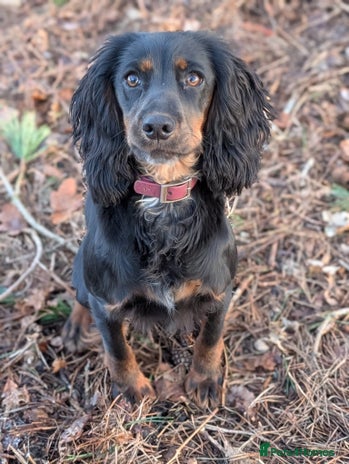 Cocker Spaniel dogs - Advert 9