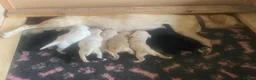 Labrador Retriever dogs for sale: STUNNING LABRADOR PUPPIES  - Advert 6