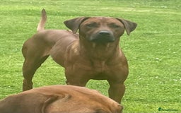 Rhodesian Ridgeback dogs for sale: Rhodesian Ridgeback Puppies KC reg - Image 2