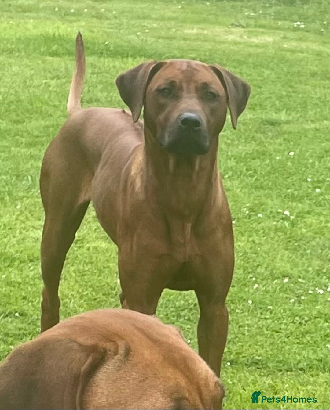Rhodesian Ridgeback dogs for sale: Rhodesian Ridgeback Puppies KC reg - Image 2