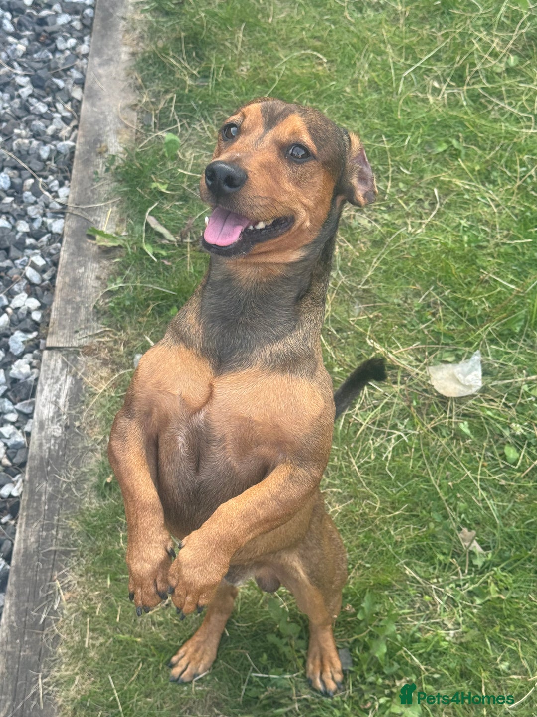 Jack Russell dogs for sale: 2 Jack Russell Puppies  - Advert 8