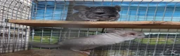 Chinchilla rodents for sale: One beige baby male for sale - Advert 2
