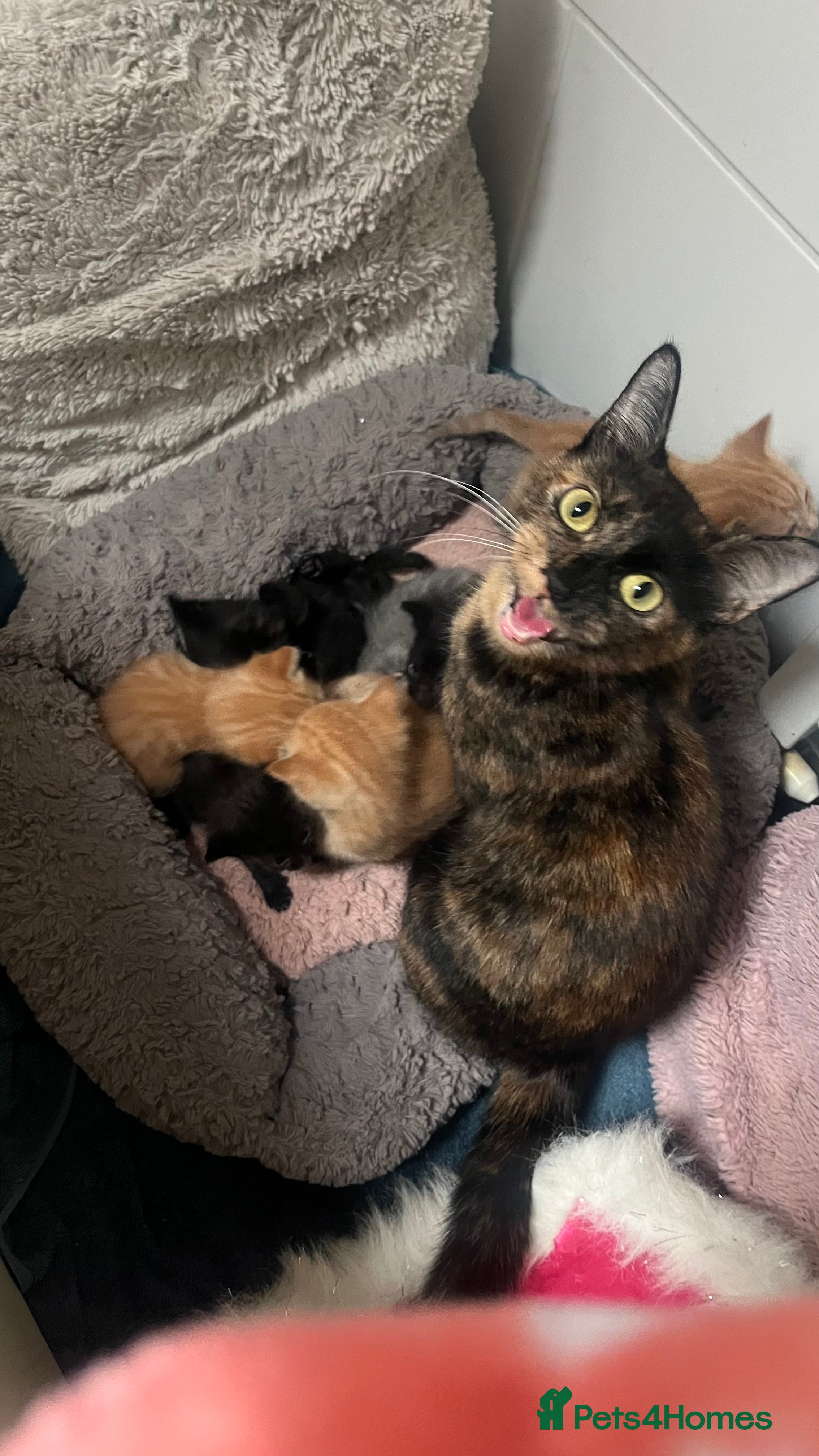 Mixed Breed cats Ginger and black kittens  - Advert 1