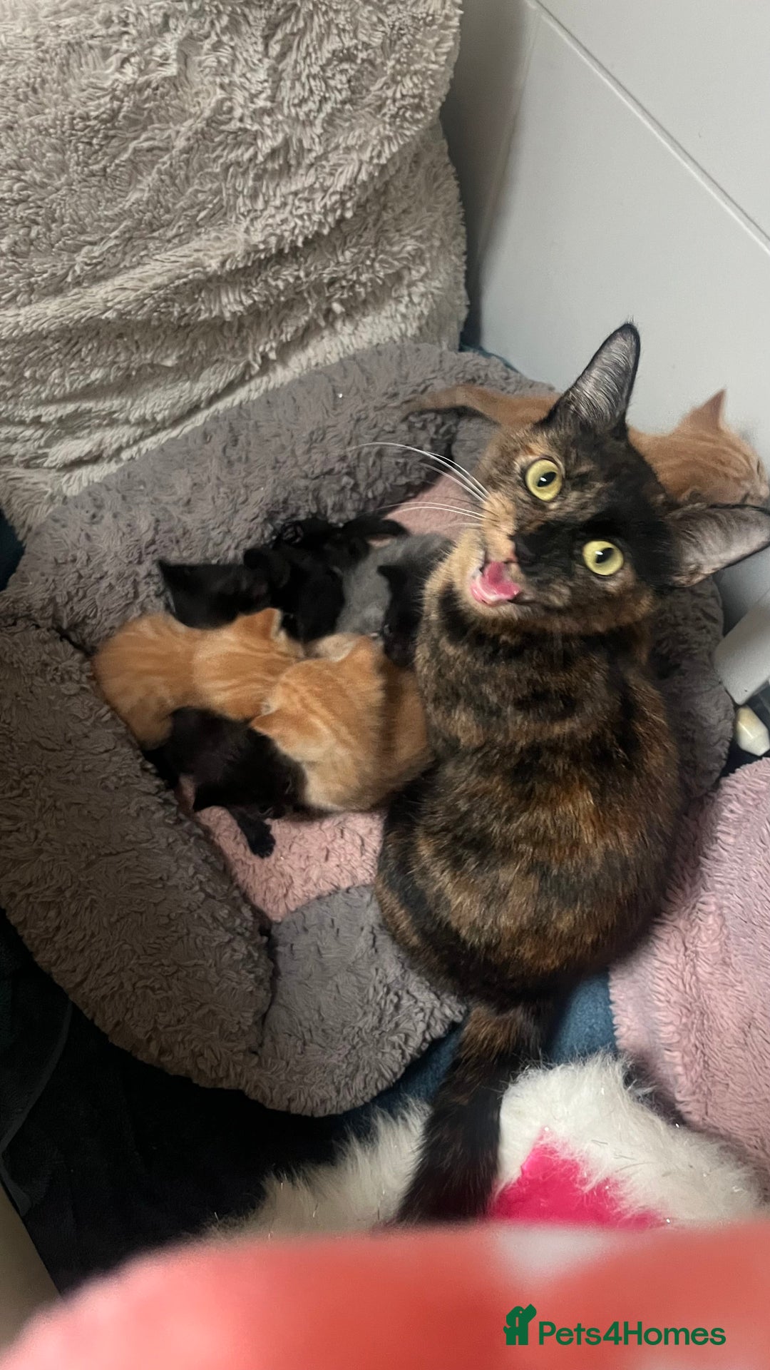 Mixed Breed cats for sale: Ginger and black kittens  - Advert 1