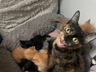 Mixed Breed cats Ginger and black kittens - Advert 1
