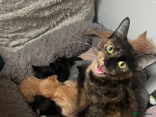 Mixed Breed cats Only back kittens left - Advert 7