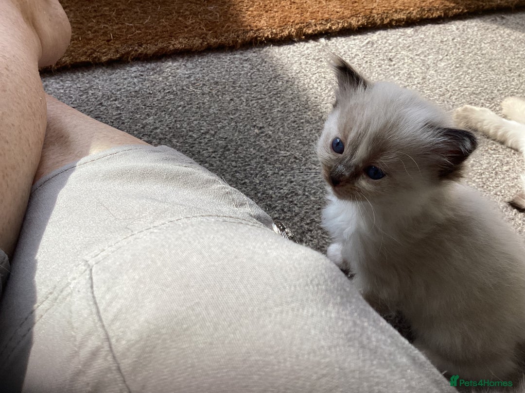 Ragdoll cats for sale: Adorable Ragdoll Kittens - Image 28