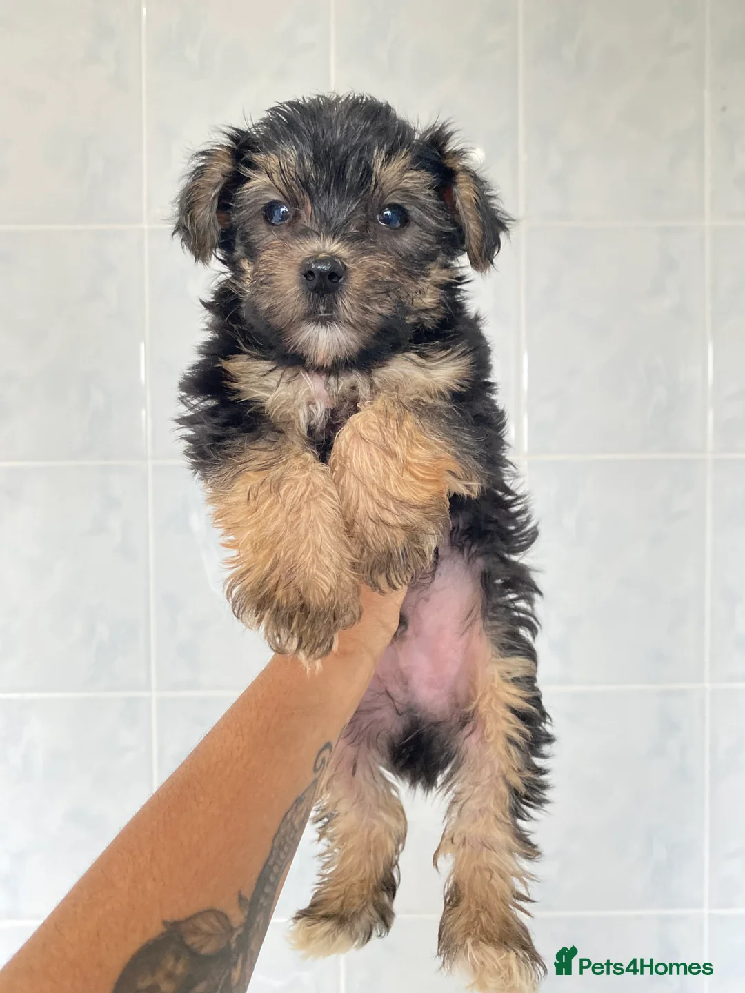 Chinese Crested dogs for sale: 💙💖Stunning Chinese crested ready now💖💙 - Advert 25