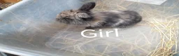 Mini Lion Lop rabbits for sale: Lop cross lionhead babies - Advert 4