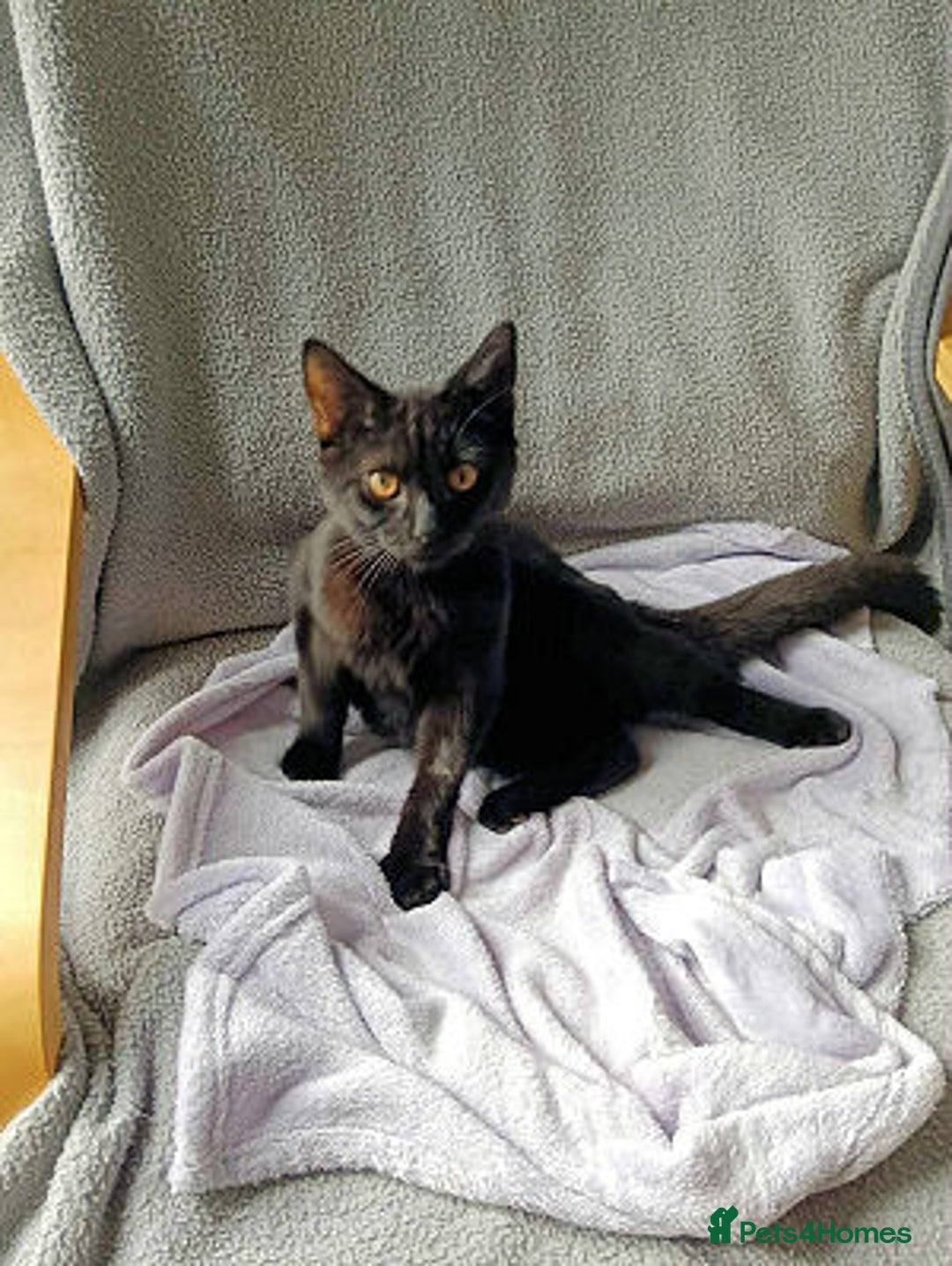 Mixed Breed cats for adoption: JAFFA - Image 2