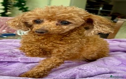 Miniature Poodle dogs for adoption: Eva & Tyson – Left Behind in Silence - Image 5