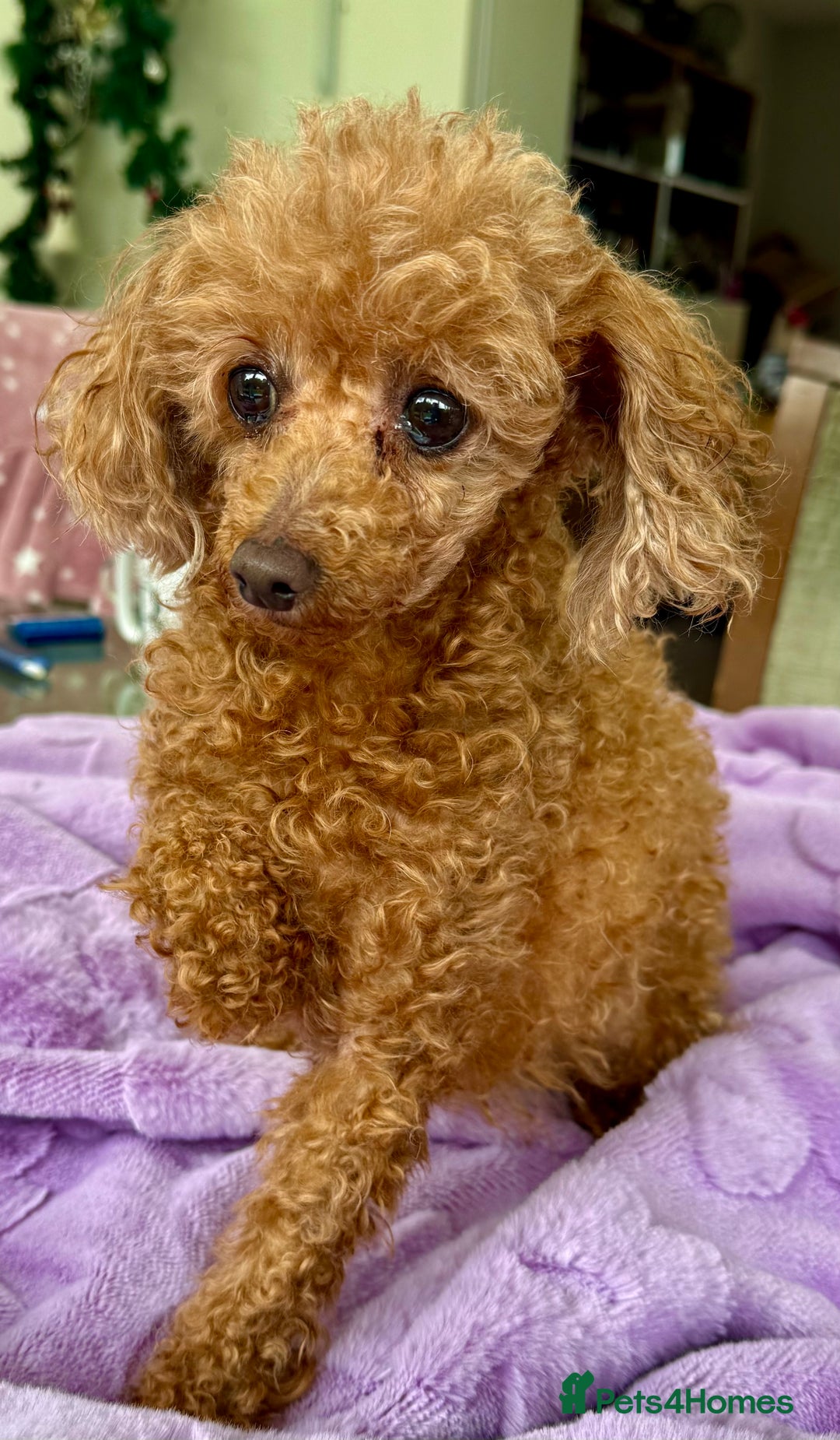 Miniature Poodle dogs for adoption: Eva & Tyson – Left Behind in Silence - Image 5