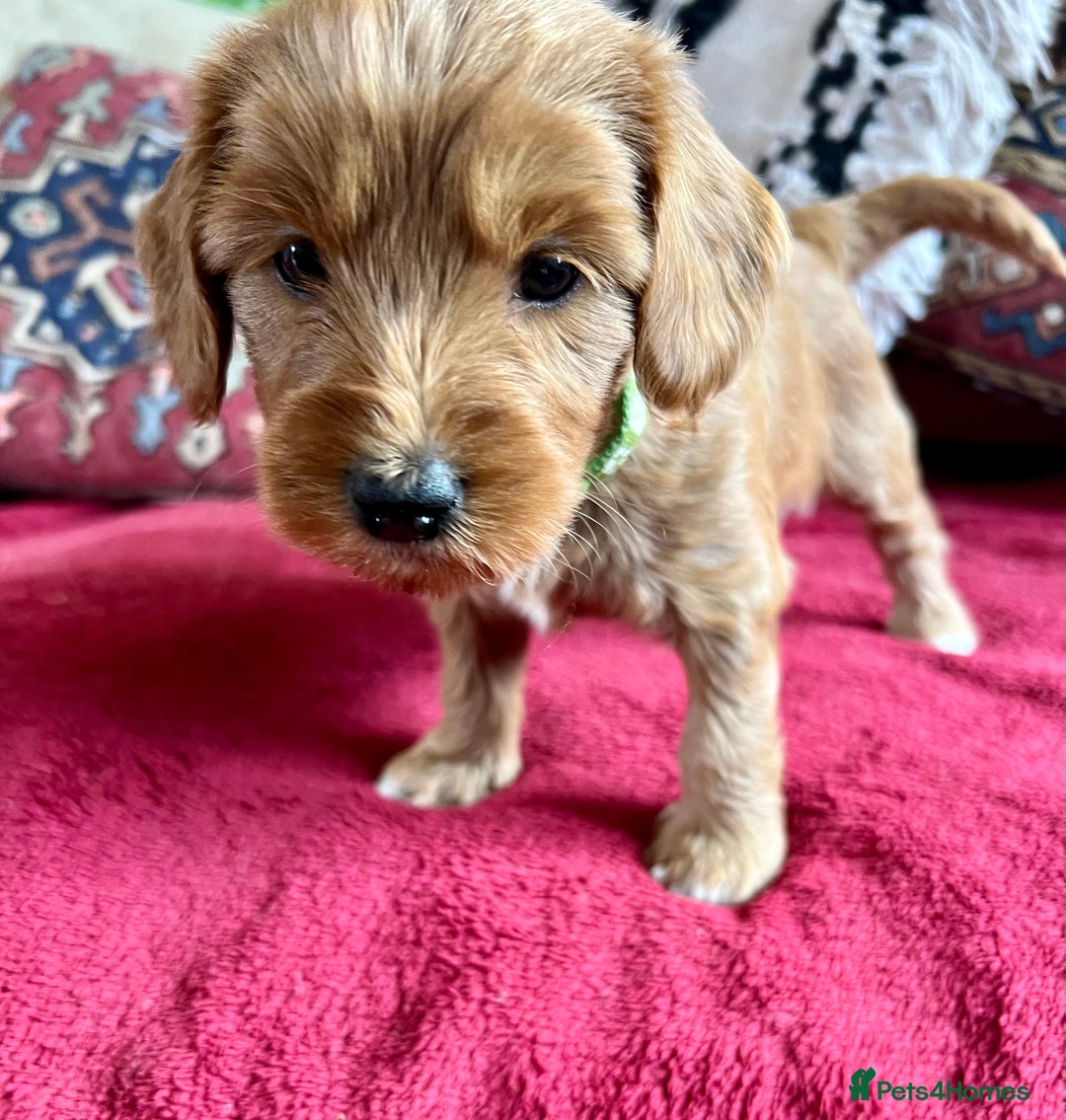 Mixed Breed dogs for sale: Australian Labradoodle Double Doodle puppies in Glastonbury - Image 9
