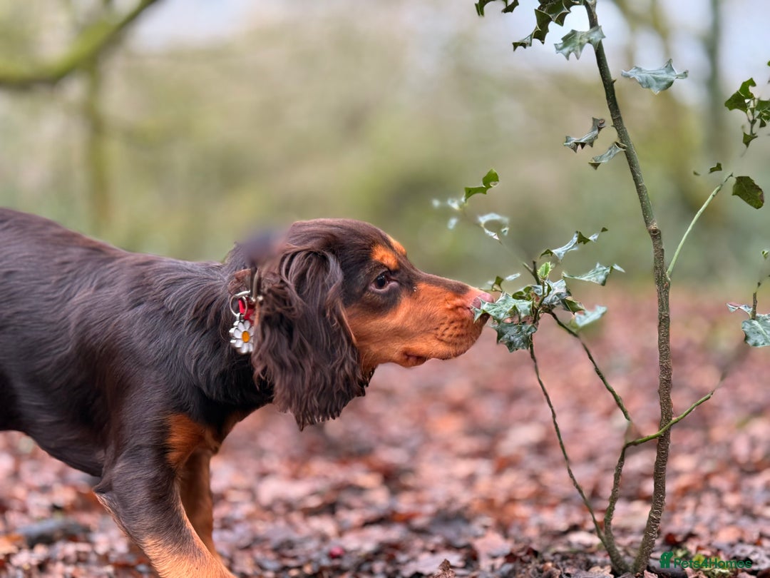 Cocker Spaniel dogs for sale: Working Cocker Spaniel - Advert 3