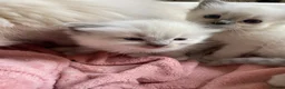 Ragdoll cats for sale: Pure/full Ragdoll kittens one girl and two boys  in Northwich - Advert 3