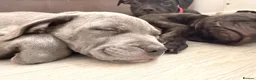 Mixed Breed dogs for sale: Staffordshire bull terrier X Cane corso puppies - Advert 4
