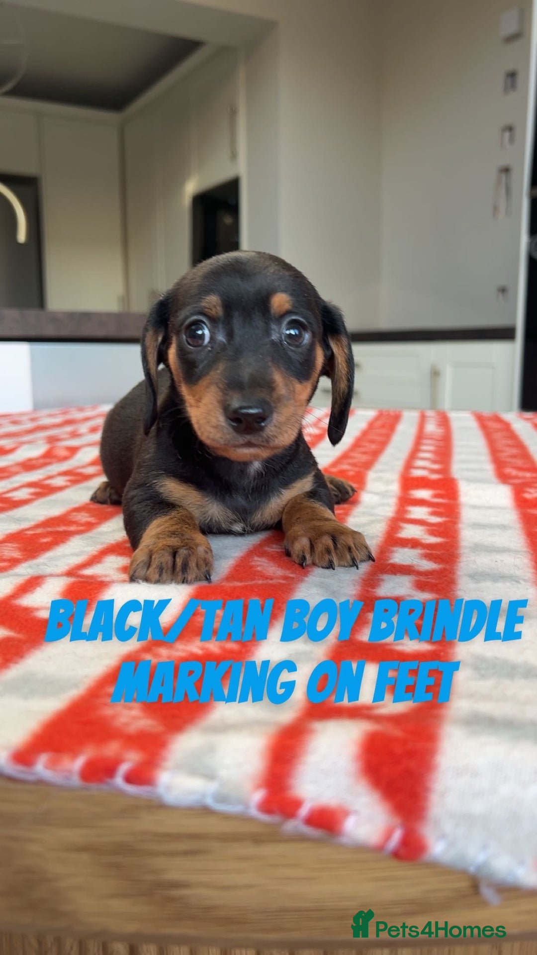 Miniature Dachshund dogs for sale: ***mini dachshunds *** - Advert 5