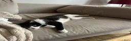 Mixed Breed cats for adoption: Teen Beauty Queen - Advert 3