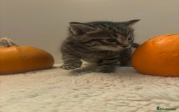 British Longhair cats for sale: Stunning kittens  - Advert 14