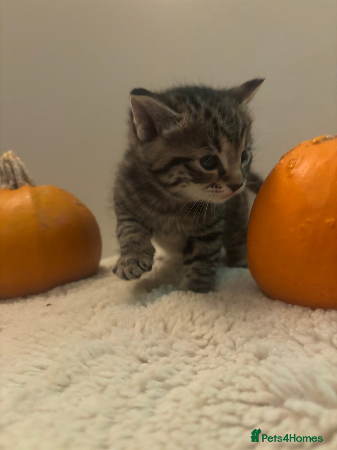 British Longhair cats for sale: Stunning kittens  - Advert 14