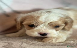 Cavapoo dogs for sale: Stunning Cavapoo puppies from family home  - Advert 23