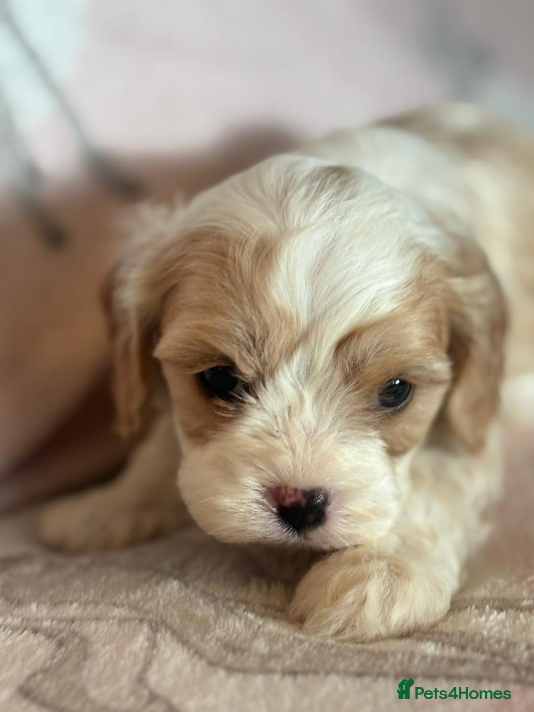 Cavapoo dogs for sale: Stunning Cavapoo puppies from family home  - Advert 23