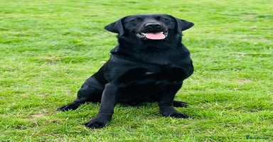 Labrador Retriever dogs - Advert 5