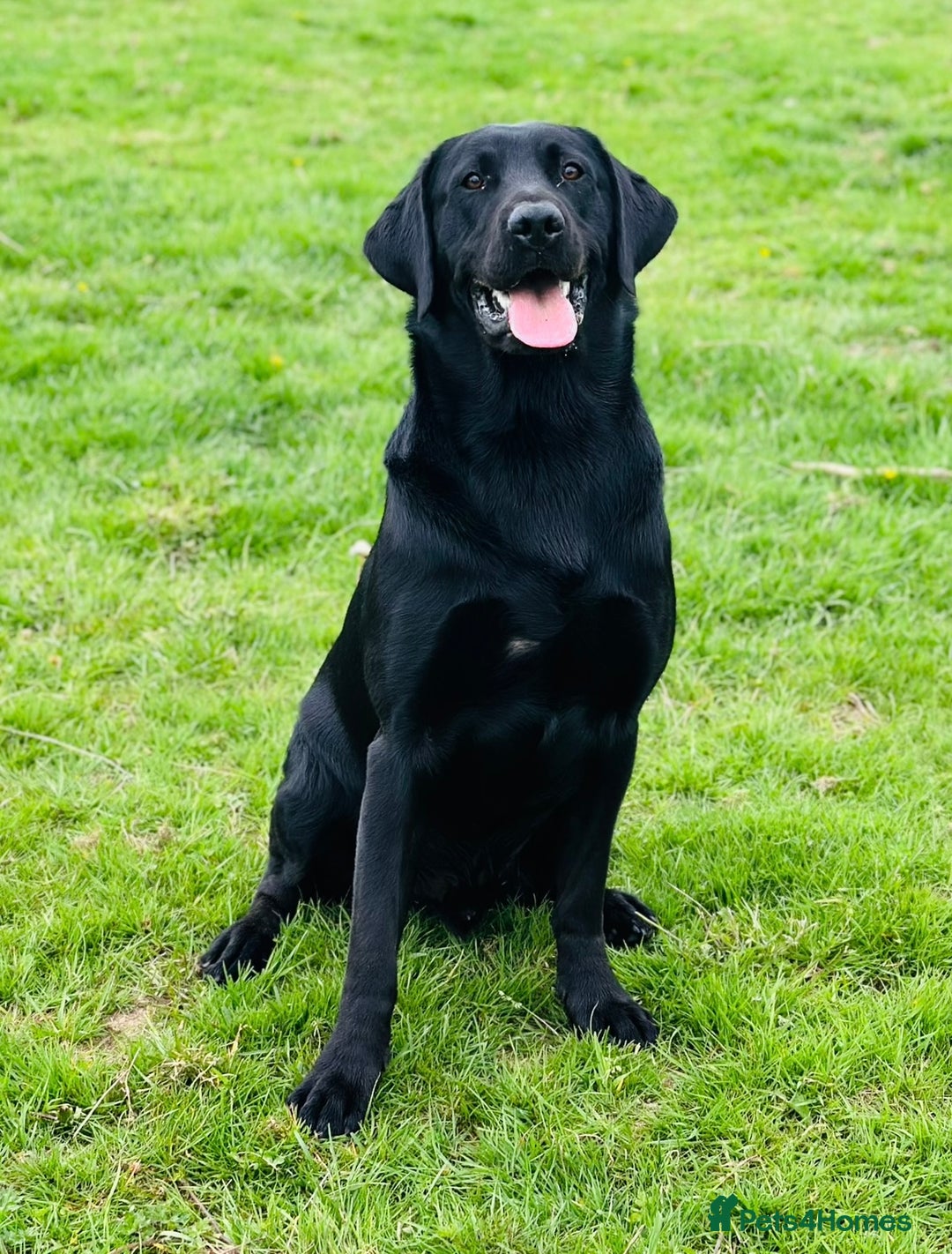 Labrador Retriever dogs for sale: Absolutely exquisite black Labrador family pet  - Image 3