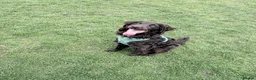 Cockapoo dogs for sale: Cockerpoo male 10 months  - Advert 8