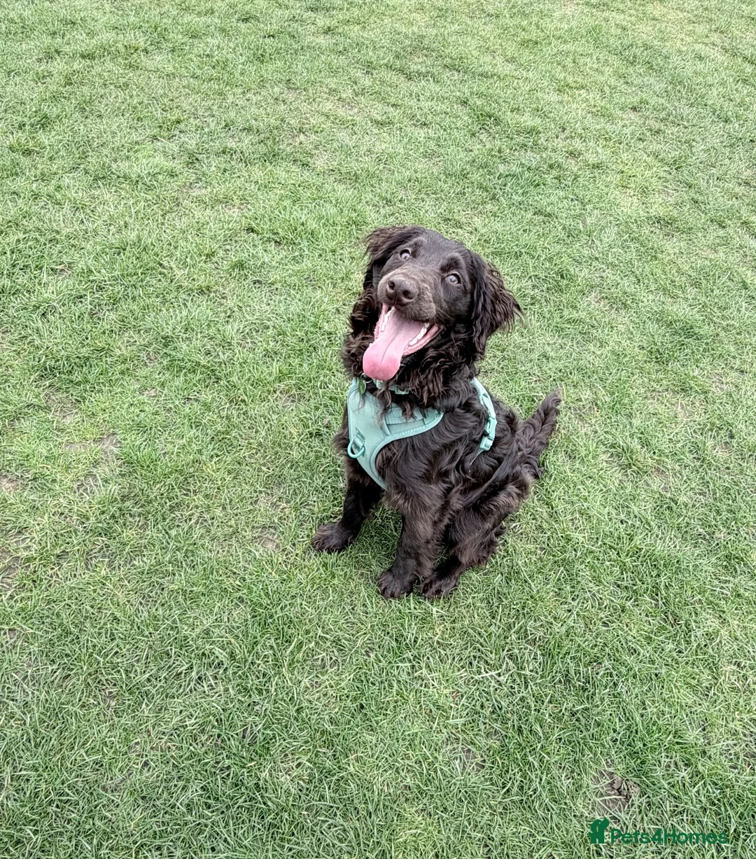 Cockapoo dogs for sale: Cockerpoo male 10 months  - Advert 8