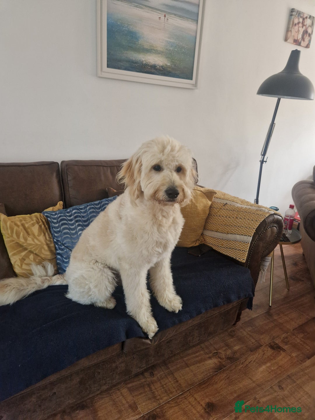 Goldendoodle dogs for stud: Beautiful large goldendoodle for stud - Image 9