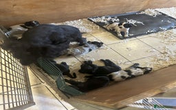 Cocker Spaniel dogs for sale: Two cocker spaniel litters for sale - Image 16