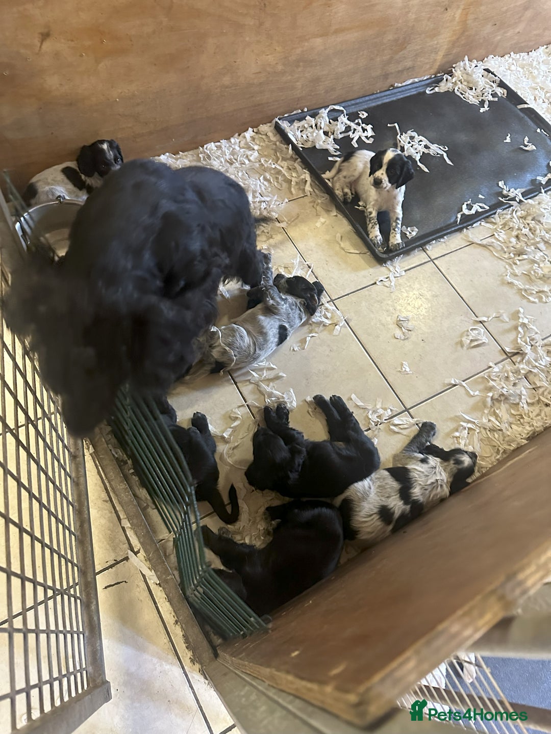 Cocker Spaniel dogs for sale: Two cocker spaniel litters for sale - Image 16
