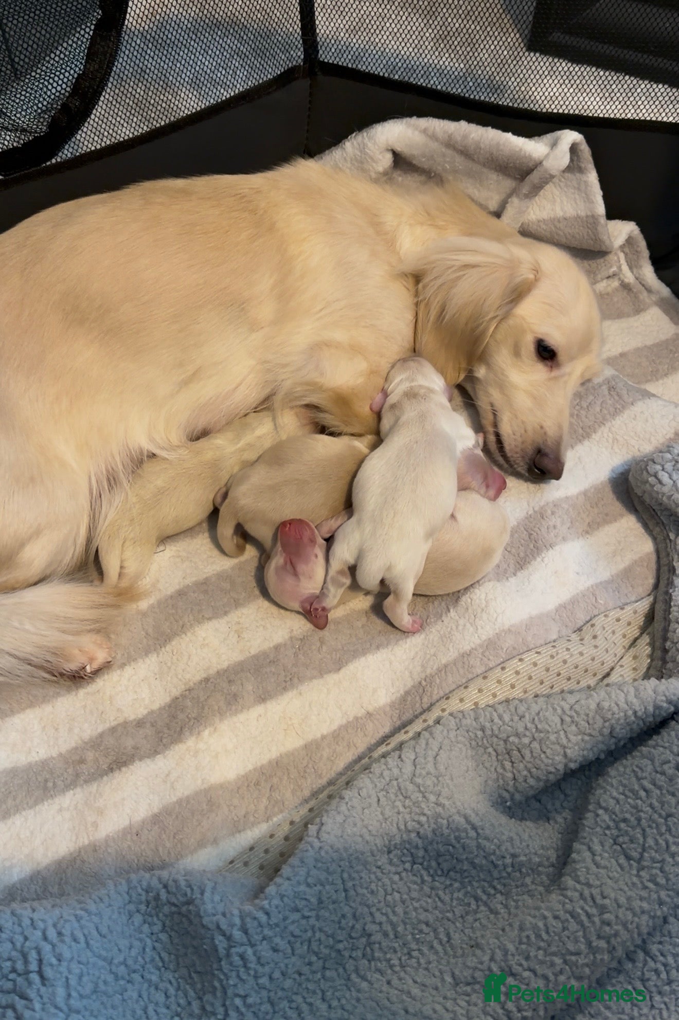 Miniature Dachshund dogs KC Reg Long haired cream miniature dachshund  - Advert 18