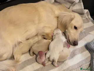 Miniature Dachshund dogs KC Reg Long haired cream miniature dachshund - Advert 18