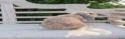 Mini Lop rabbits for sale: Beautiful Male Mini Lop *SOLD* - Advert 4