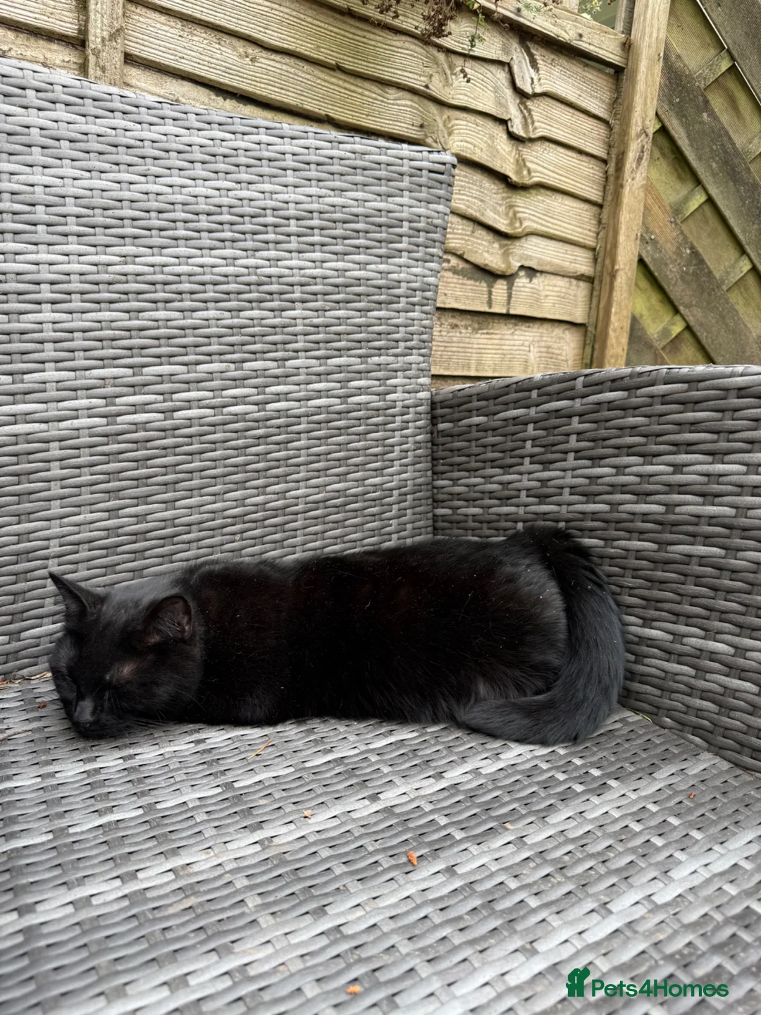Mixed Breed cats for sale: Skyla - small black cat (5.5 years old) in Abergavenny - Advert 7