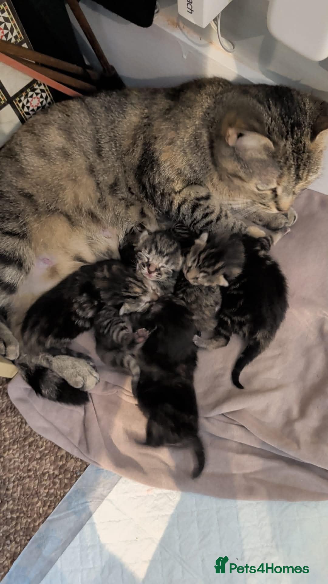 Domestic Shorthair cats 2 male kittens for sale  - Advert 1